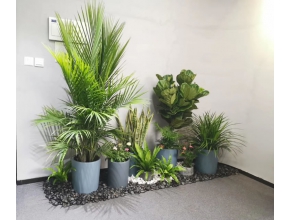 組合盆景