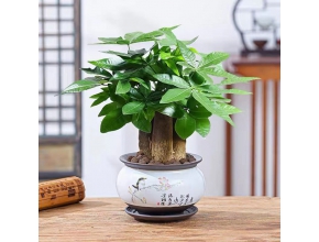 發(fā)財樹