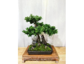羅漢松 (2)