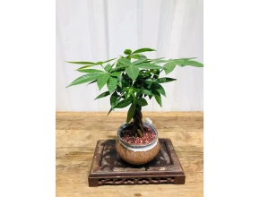 小發(fā)財樹