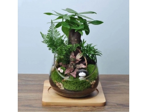 小發(fā)財樹景觀