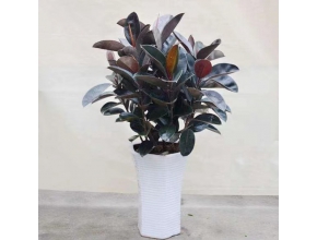 黑金剛