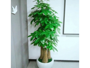 大三桿發(fā)財樹