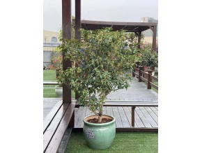桂花樹