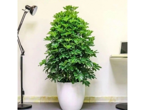 塔形鴨掌木