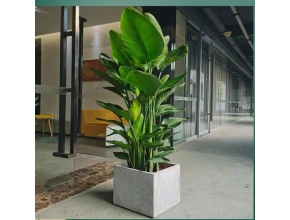 天堂鳥