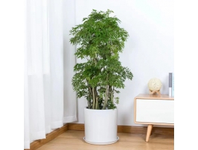 羽葉福祿桐
